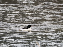 Mergus merganser