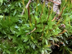 Tortula subulata