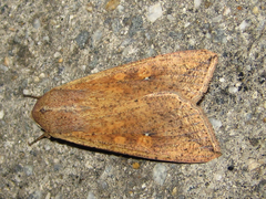 Mythimna separata