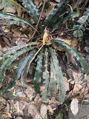 Blechnum patersonii