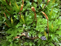 Tortula subulata