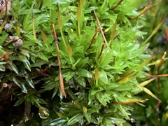 Tortula subulata