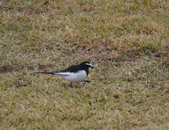 Motacilla grandis