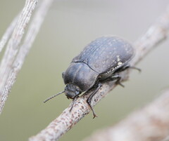 Lepispilus rotundicollis