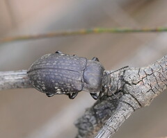 Lepispilus rotundicollis