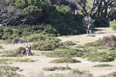 Damaliscus pygargus pygargus