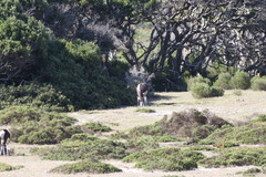 Damaliscus pygargus pygargus