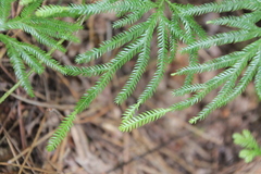 Lycopodium volubile