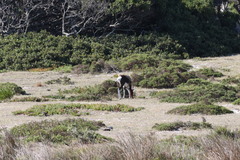 Damaliscus pygargus pygargus