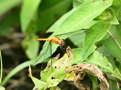 Erythrodiplax basalis