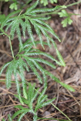 Lycopodium volubile