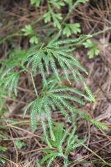 Lycopodium volubile