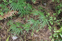 Lycopodium volubile