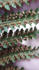 Dicksonia fibrosa