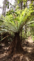 Dicksonia fibrosa