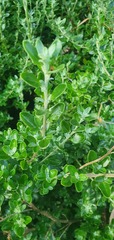 Rhagodia candolleana