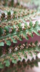 Dicksonia fibrosa