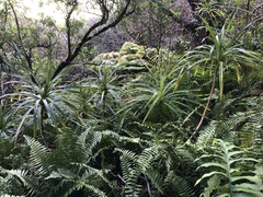 Freycinetia arborea