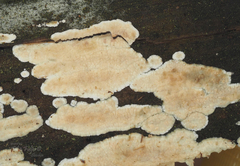 Dacryobolus karstenii