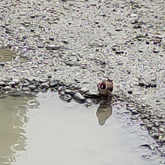 Carduelis carduelis britannica