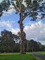 Eucalypteae