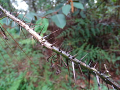 Solanum atropurpureum