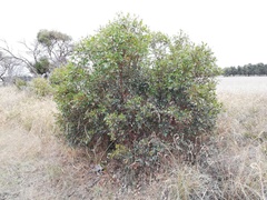 Eucalyptus adesmophloia