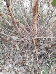 Eucalyptus adesmophloia