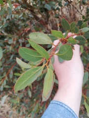 Eucalyptus adesmophloia