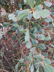 Eucalyptus adesmophloia