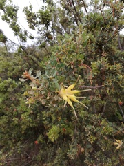 Lambertia inermis drummondii