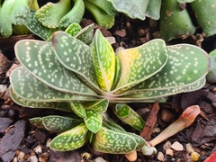 Gasteria