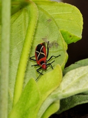 Dysdercus decussatus