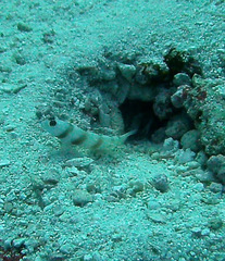 Amblyeleotris steinitzi