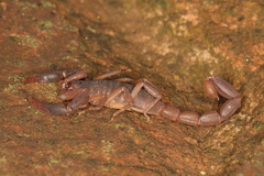 Pseudolychas ochraceus