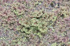 Azolla