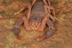Pseudolychas ochraceus