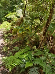 Pterophylla sylvicola