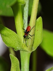 Dysdercus decussatus