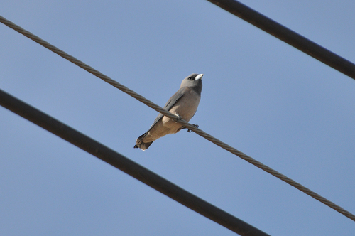 Ashy Woodswallow