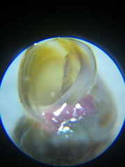 Lacuna carinifera
