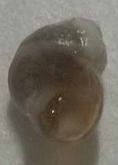 Lacuna carinifera