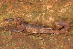 Pseudolychas ochraceus