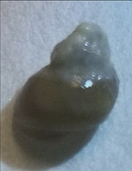 Lacuna carinifera
