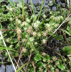 Marchantia polymorpha