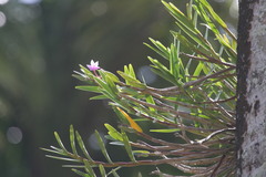 Dimerandra emarginata
