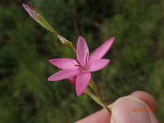 Hesperantha baurii