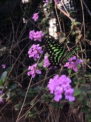 Graphium agamemnon
