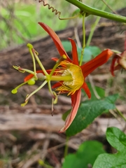 Passiflora cinnabarina