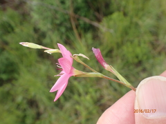 Hesperantha baurii